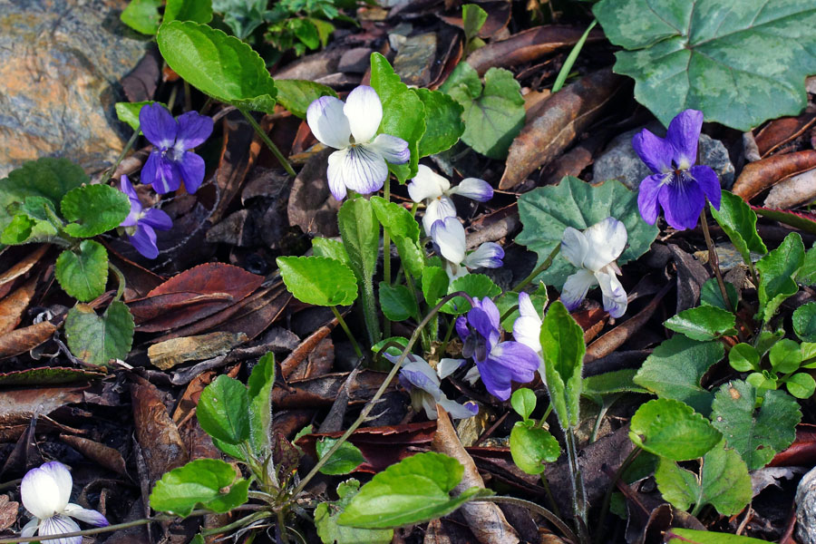 Viola alba ssp. dehnhardtii var. bianca?